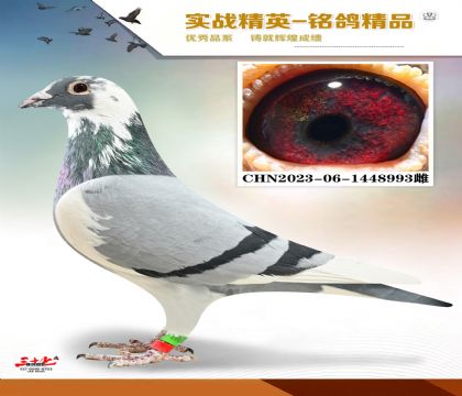 ɣ��ʿ�ǹ���     ���׻�Ѫ