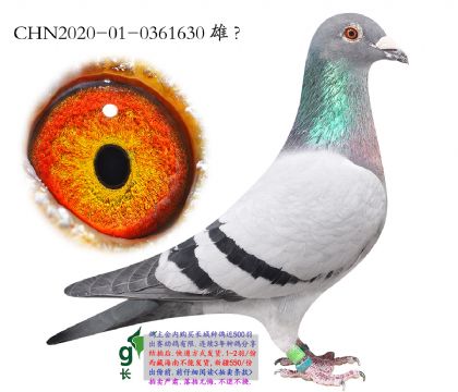 12.ΥԼ��δ�������.0361630