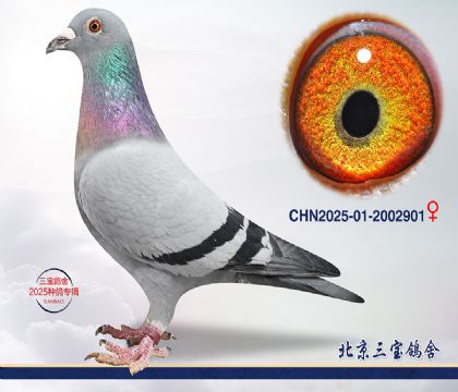 11.����Ѫϵ.2002901