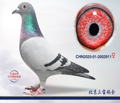 10.�ٰ�����Ѫ.2002911