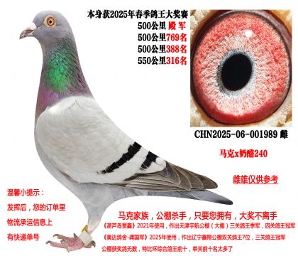 马克·罗森斯x奶酪240(本身四关成绩鸽,500公里4名)