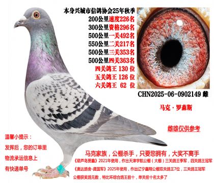 马克·罗森斯(本身25年秋季六关鸽王62位)