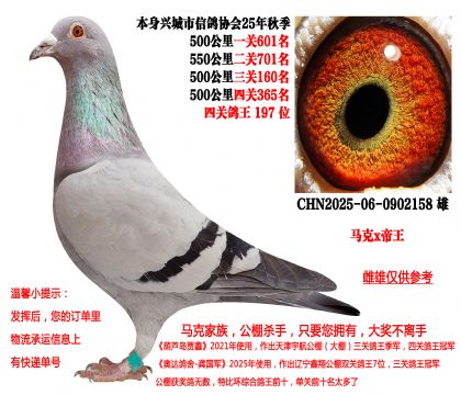 马克·罗森斯x帝王(本身25年秋季四关成绩鸽)