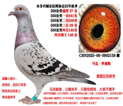 马克·罗森斯(本身25年秋季四关成绩鸽)