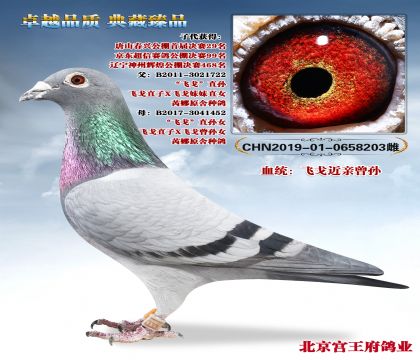 �����������ɸ����񽱸�ĸ��