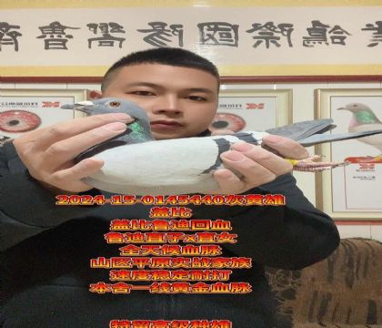 ȫ���ʵսѪ�����Ǳ�³�ϻ�Ѫ�߼���������