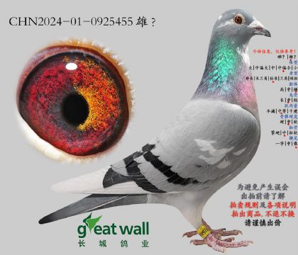 9.����ҫ�Ž�Ѫ���.0925455