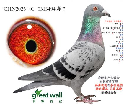 13.ղ��˹801��Ѫ.0313494