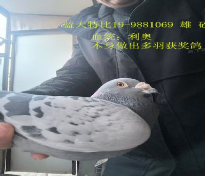 �����ָ����±����������