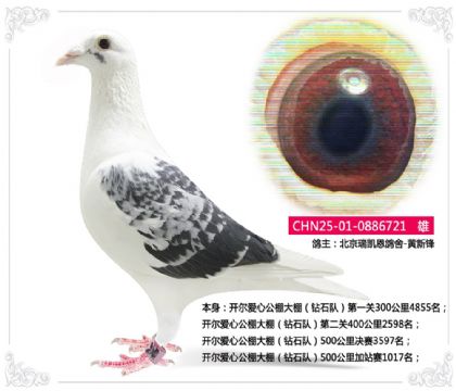 �������Ĺ�������ʯ�ӣ�500�����վ��1017��   ��