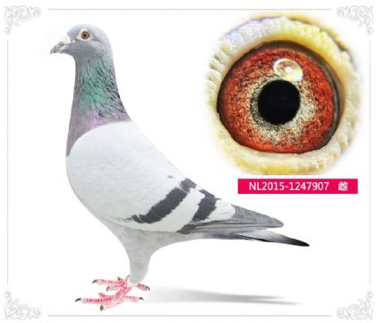 ����Բ��907   ��	