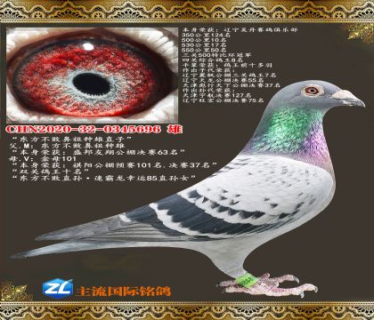 �������ܱ���ֱ��.���عھ�.�Ĺظ���8��