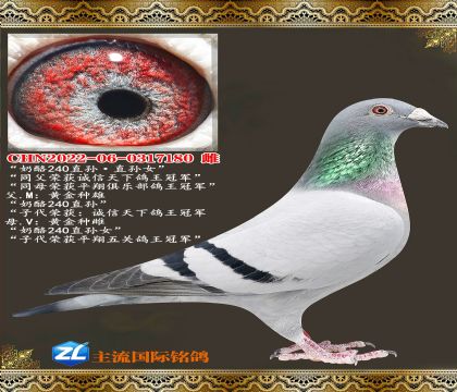 ����240ֱ�����240��Ů