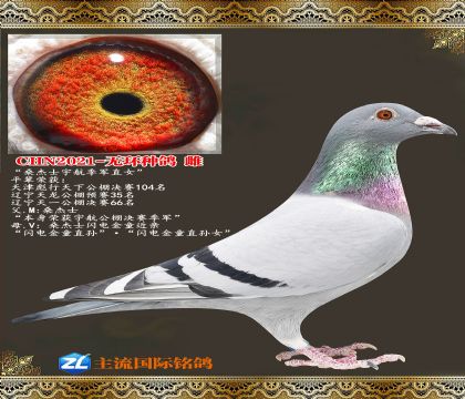 ɣ��ʿ������������ͯ