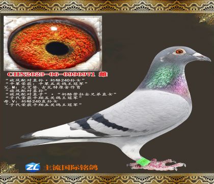 �����������ֱ�����240��Ů