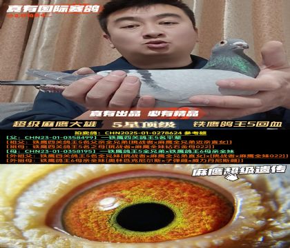 ����ӥ�������ۡ���ӥ����5���׻�Ѫ