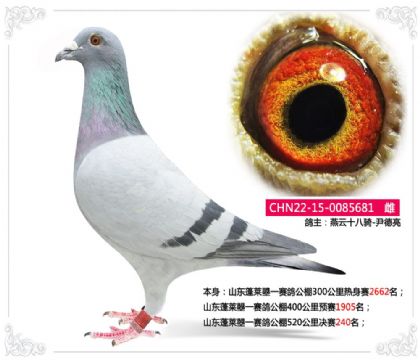 ɽ��������һ���빫��520�������240��   ��--�Ƽ�