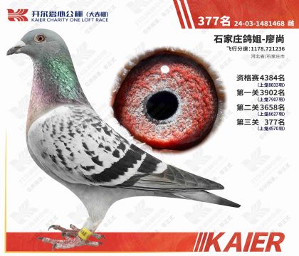 �������Ĺ���������377��