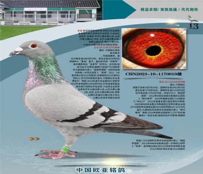 �Ǳ�ԭ���������ֱ��323X³��ֱŮ184