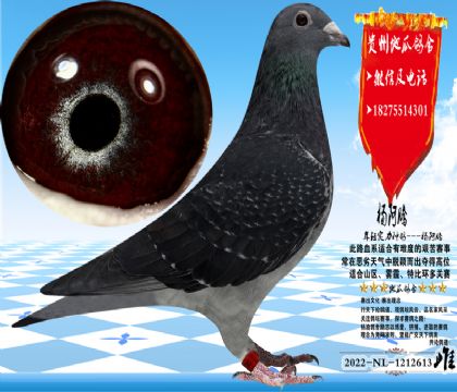 ����������ƣ����������Ŵ��ȶ�