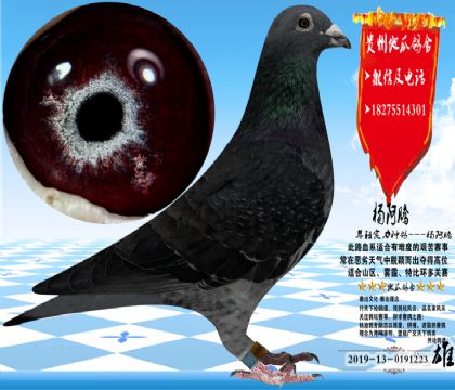 ����������ۣ����壬���������Ŵ��ȶ�