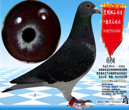 ����������ۣ����������Ŵ��ȶ�