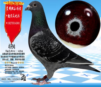 ����������ۣ������������Ŵ��ȶ���