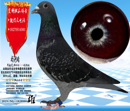 ����������ۣ��ָ������Ŵ��ȶ�