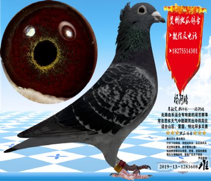 �����ڹ�ͭ�۴ƣ����������Ŵ��ȶ���