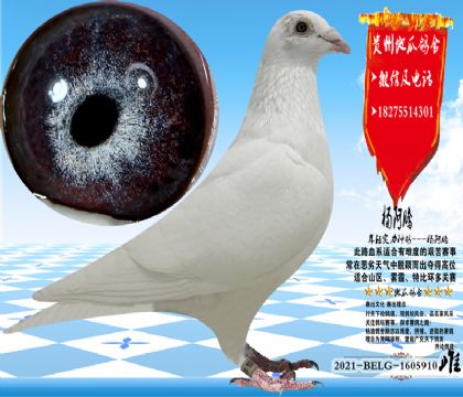 ��ɫ�����������ɳ�ƣ����������Ŵ��ȶ�