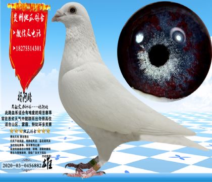 ��ɫ�����������ɳ�ۣ������ָ�����