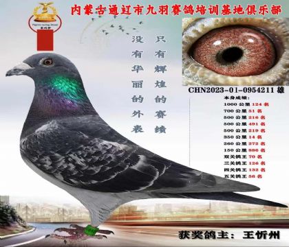 1000����鳲�룬�������ñ���