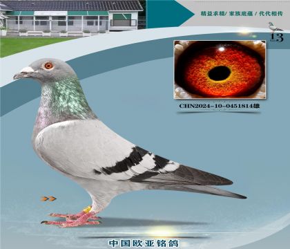 �Ͽ�.���ǲ���Ѫͳ���ض�295X���ض�ֱ��394