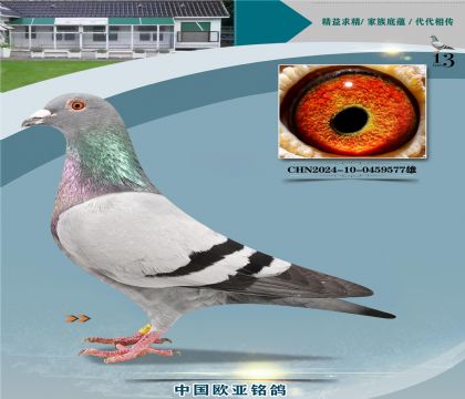 �Ǳ�ԭ��³��ֱ��129X�����165