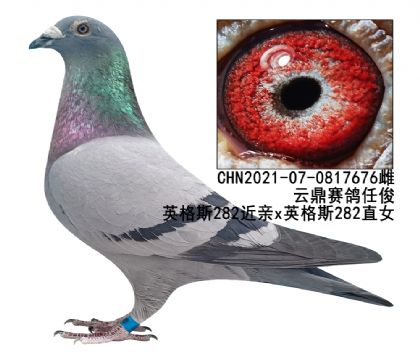 Ӣ��˹����