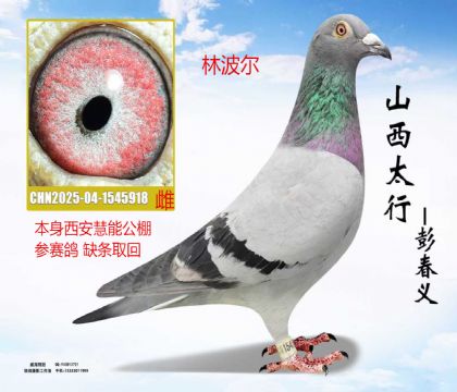 �������ܹ����˻ظ��ֲ���