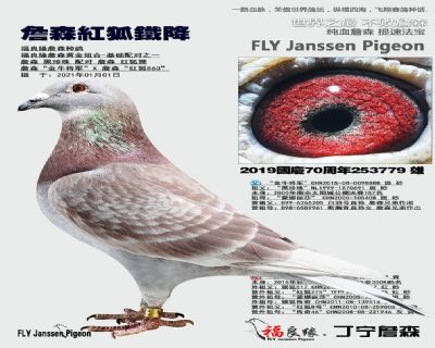 ��ĸ����