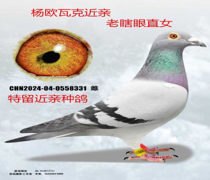 ��ŷ�߿���Ϲ�۽���ֱŮ