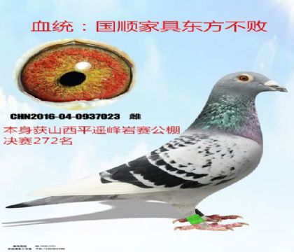 �����ָ�ƽң���Ҿ���272����˳�Ҿ߶�������