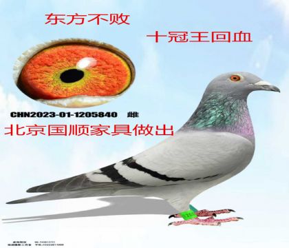 ��˳�Ҿ�������������ʮ����