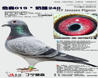 ղɭ019/����240