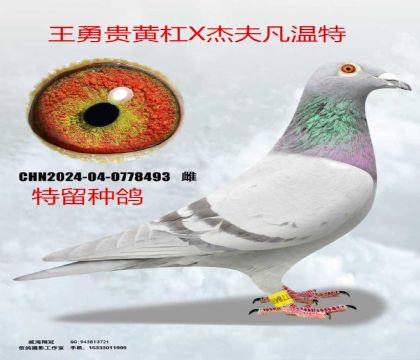 ���¹�Ƹ�X�ܷ�����