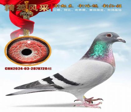 �����Ƽ���������