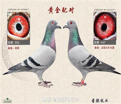 ʥ��ƽ����