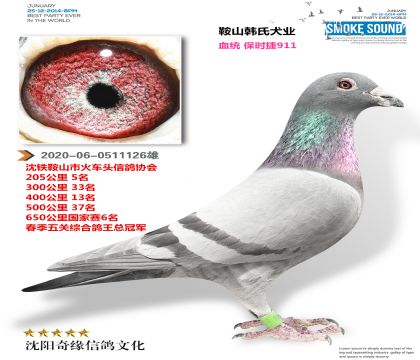 ��ʱ��911������ۺϸ����ھ���