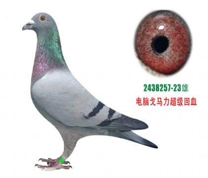 ���Ը�����������Ѫ