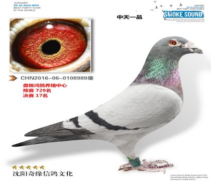 ����һƷ�������������17����