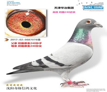 �����ұ���ţ�����240����������