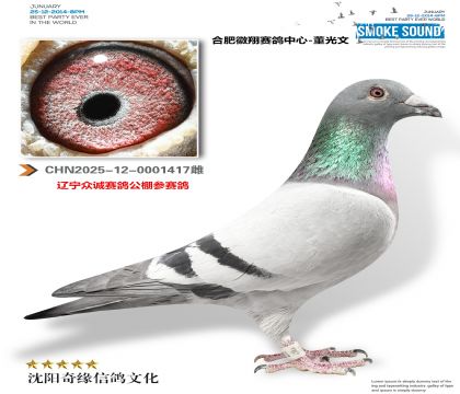 �Ϸʻ�����������-������