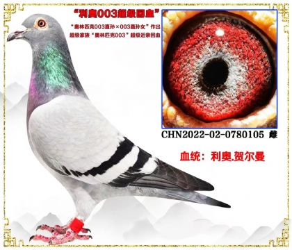 ���°���ƥ��003ֱ��X��Ů����